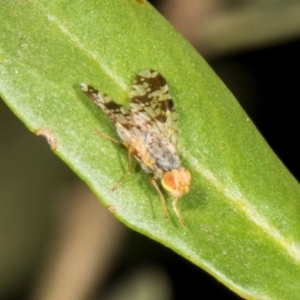 Austrotephritis poenia at The Pinnacle - 28 Dec 2023