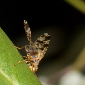 Austrotephritis poenia at The Pinnacle - 28 Dec 2023