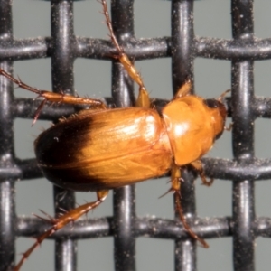 Phyllotocus macleayi at Higgins, ACT - 28 Dec 2023