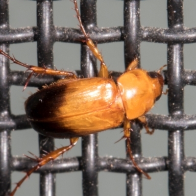 Phyllotocus macleayi (Nectar scarab) at Higgins, ACT - 28 Dec 2023 by AlisonMilton