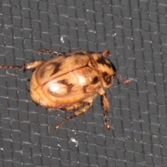 Cyclocephala signaticollis (Argentinian scarab) at Higgins, ACT - 28 Dec 2023 by AlisonMilton