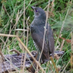 Ptilonorhynchus violaceus (Satin Bowerbird) at Wodonga - 6 Jan 2024 by KylieWaldon