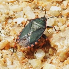 Notius depressus (Shield bug) at Tidbinbilla Nature Reserve - 5 Jan 2024 by JohnBundock