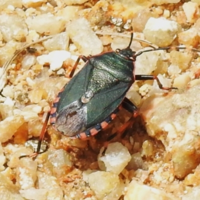 Notius depressus (Shield bug) at Kambah, ACT - 5 Jan 2024 by JohnBundock