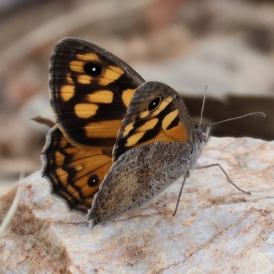 Geitoneura klugii (Marbled Xenica) at Wodonga - 6 Jan 2024 by KylieWaldon