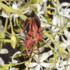 Gminatus australis (Orange assassin bug) at The Pinnacle - 28 Dec 2023 by AlisonMilton