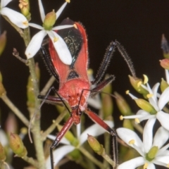 Gminatus australis at The Pinnacle - 28 Dec 2023