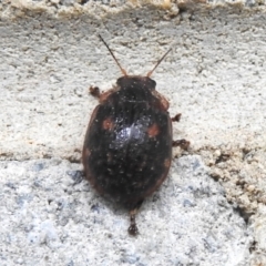 Trachymela sp. (genus) (Brown button beetle) at Kambah, ACT - 5 Jan 2024 by JohnBundock