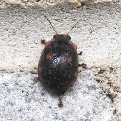 Trachymela sp. (genus) (Brown button beetle) at Kambah, ACT - 5 Jan 2024 by JohnBundock