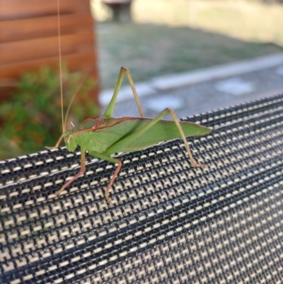 Caedicia sp. (genus) (Katydid) at Yass River, NSW by 120Acres