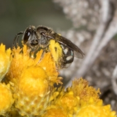 Lasioglossum (Chilalictus) sp. (genus & subgenus) (Halictid bee) at The Pinnacle - 28 Dec 2023 by AlisonMilton