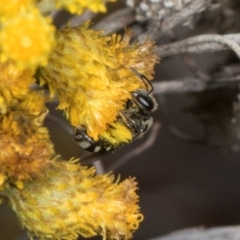 Lasioglossum (Chilalictus) sp. (genus & subgenus) at The Pinnacle - 28 Dec 2023 11:30 AM