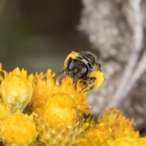 Lasioglossum (Chilalictus) sp. (genus & subgenus) at The Pinnacle - 28 Dec 2023 11:30 AM