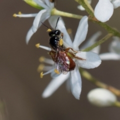 Exoneura sp. (genus) (A reed bee) at The Pinnacle - 28 Dec 2023 by AlisonMilton