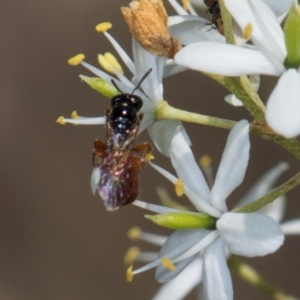 Exoneura sp. (genus) at The Pinnacle - 28 Dec 2023