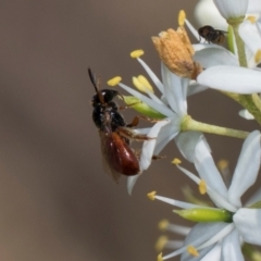 Exoneura sp. (genus) at The Pinnacle - 28 Dec 2023