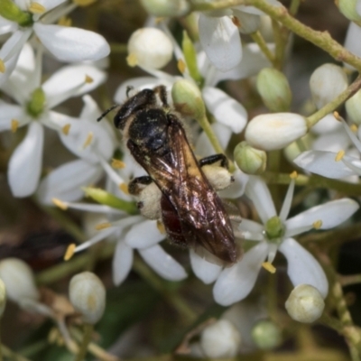 Lasioglossum (Parasphecodes) sp. (genus & subgenus) (Halictid bee) at The Pinnacle - 28 Dec 2023 by AlisonMilton