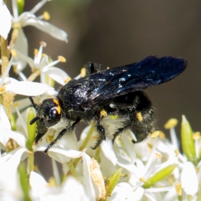 Scolia (Discolia) verticalis (Yellow-headed hairy flower wasp) at Hawker, ACT - 27 Dec 2023 by AlisonMilton