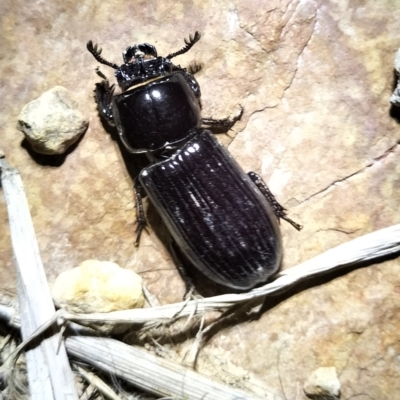 Aulacocyclus edentulus (Passalid beetle) by 120Acres