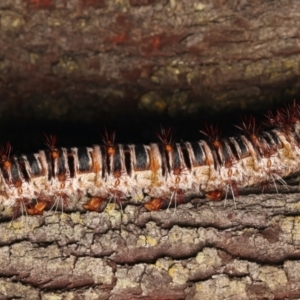 Chelepteryx collesi at Mount Ainslie - 6 Jan 2024