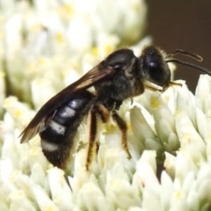 Lasioglossum (Chilalictus) sp. (genus & subgenus) at Tidbinbilla Nature Reserve - 5 Jan 2024 01:35 PM