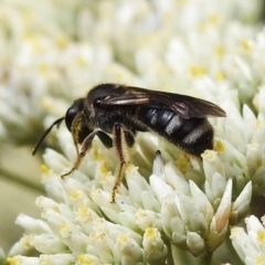 Lasioglossum (Chilalictus) sp. (genus & subgenus) at Tidbinbilla Nature Reserve - 5 Jan 2024 01:35 PM