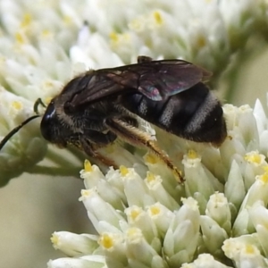 Lasioglossum (Chilalictus) sp. (genus & subgenus) at Tidbinbilla Nature Reserve - 5 Jan 2024 01:35 PM