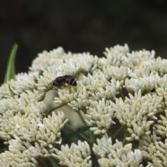 Lasioglossum (Chilalictus) sp. (genus & subgenus) at Tidbinbilla Nature Reserve - 5 Jan 2024 01:35 PM