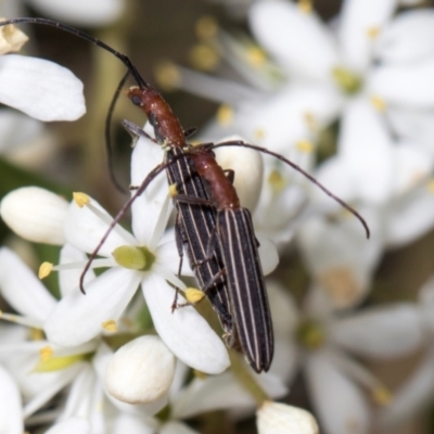 Syllitus microps (Longicorn or Longhorn beetle) at Hawker, ACT - 27 Dec 2023 by AlisonMilton
