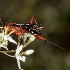 Lissopimpla excelsa (Orchid dupe wasp, Dusky-winged Ichneumonid) at The Pinnacle - 27 Dec 2023 by AlisonMilton