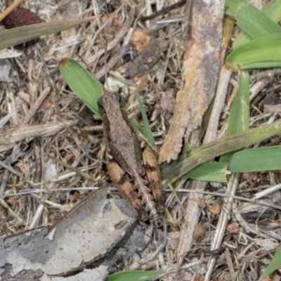 Phaulacridium vittatum (Wingless Grasshopper) at The Pinnacle - 28 Dec 2023 by AlisonMilton