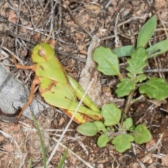 Gastrimargus musicus (Yellow-winged Locust or Grasshopper) at The Pinnacle - 28 Dec 2023 by AlisonMilton