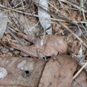 Goniaea australasiae at The Pinnacle - 28 Dec 2023 11:27 AM