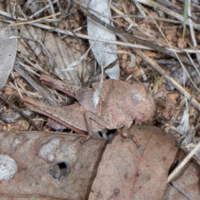 Goniaea australasiae (Gumleaf grasshopper) at The Pinnacle - 28 Dec 2023 by AlisonMilton