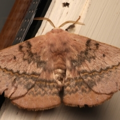 Anthela varia (Hairy Mary) at Ainslie, ACT - 5 Jan 2024 by jb2602