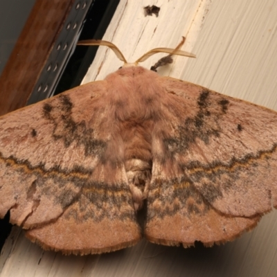 Anthela varia (Hairy Mary) at Ainslie, ACT - 5 Jan 2024 by jb2602