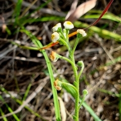 Hackelia suaveolens (Sweet Hounds Tongue) at Rugosa - 6 Jan 2024 by SenexRugosus