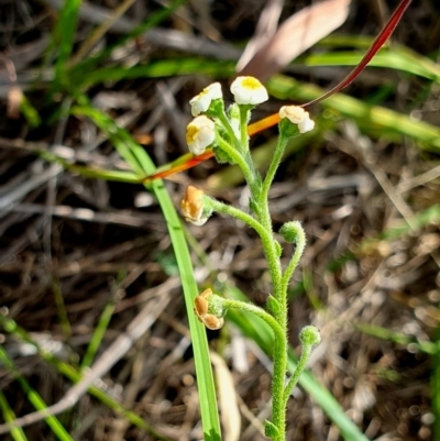 Hackelia suaveolens (Sweet Hounds Tongue) at Rugosa - 6 Jan 2024 by SenexRugosus