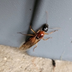 Unidentified Insect at QPRC LGA - 7 Jan 2024 by MatthewFrawley