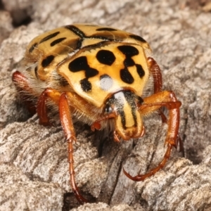 Neorrhina punctata at Mount Ainslie - 6 Jan 2024