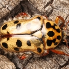 Neorrhina punctata at Mount Ainslie - 6 Jan 2024