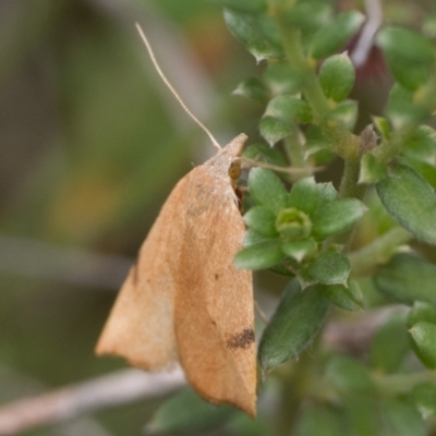 Tortricopsis uncinella (A concealer moth) at Tennent, ACT - 4 Jan 2024 by patrickcox