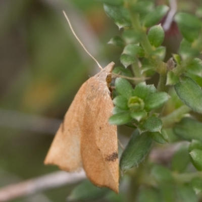 Tortricopsis uncinella (Wingia group) at Namadgi National Park - 5 Jan 2024 by patrickcox