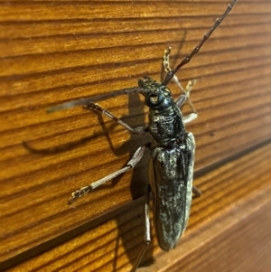 Pachydissus sp. (genus) at Wanniassa, ACT - 7 Jan 2024