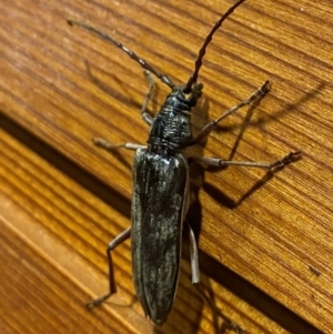 Pachydissus sp. (genus) at Wanniassa, ACT - 7 Jan 2024