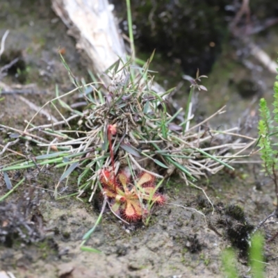 Unidentified Orchid at Nadgee, NSW - 21 Dec 2023 by JimL