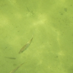 Unidentified Native Fish at Green Cape, NSW - 18 Dec 2023 by JimL