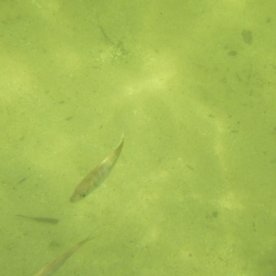 Unidentified Native Fish at Ben Boyd National Park - 19 Dec 2023 by JimL