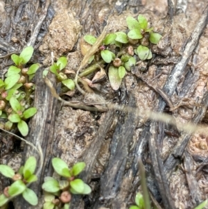 Elatine gratioloides at Cavan, NSW - 7 Jan 2024