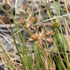 Juncus homalocaulis (A Rush) at Cavan, NSW - 7 Jan 2024 by JaneR